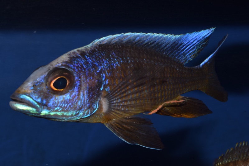 Otopharynx lithobates 'Three Peaks Reef'